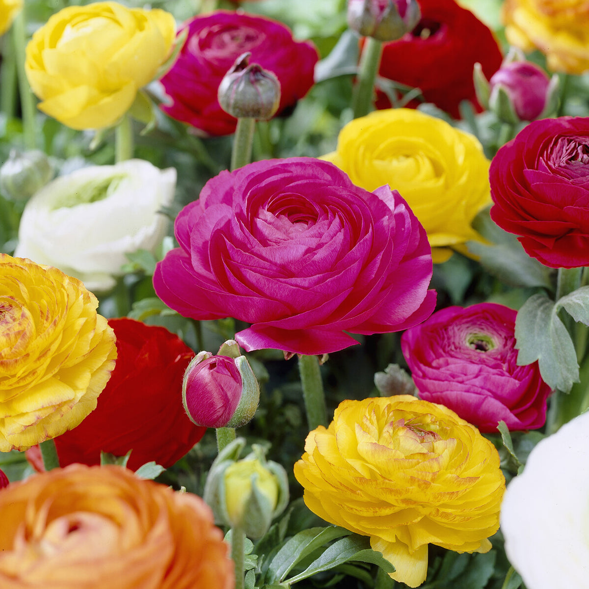 Renoncule en mélange - Ranunculus asiaticus - Bakker