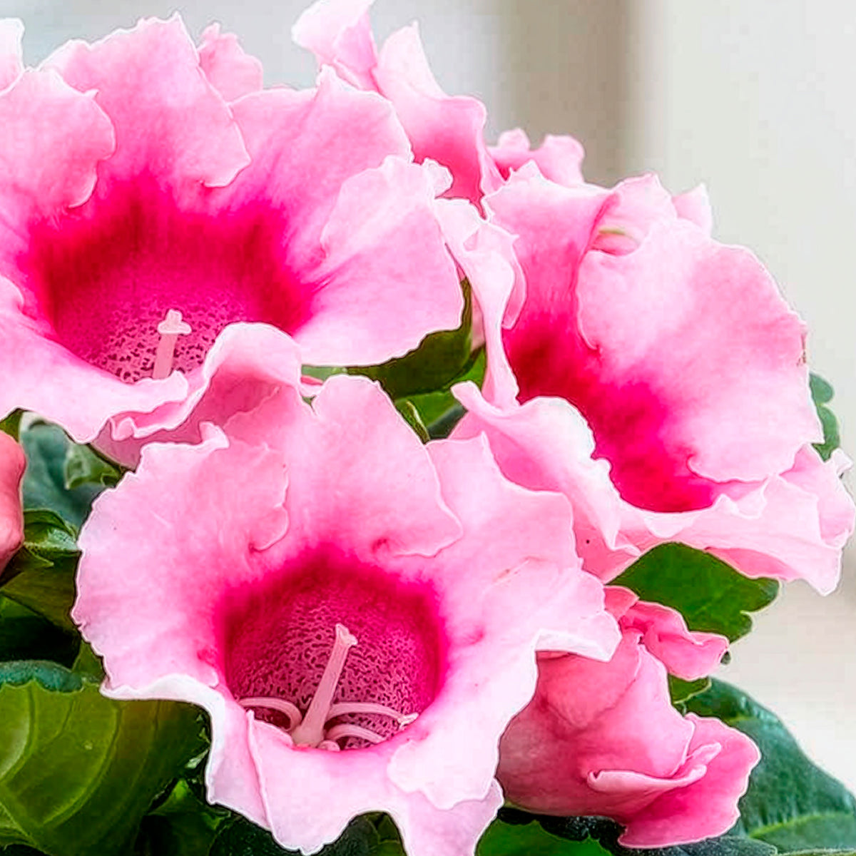 Gloxinia des fleuristes rose