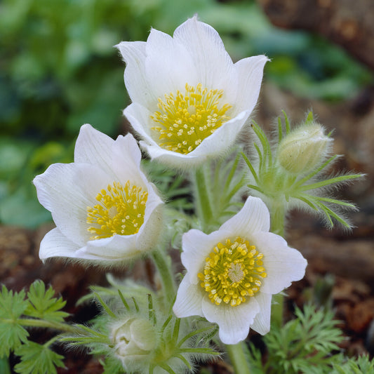 3 Anémones pulsatilles blanches