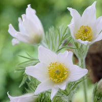Anémone pulsatilles blanche - Pulsatilla vulgaris alba - Bakker