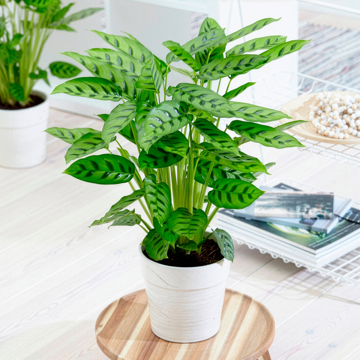 Calathea leopardina