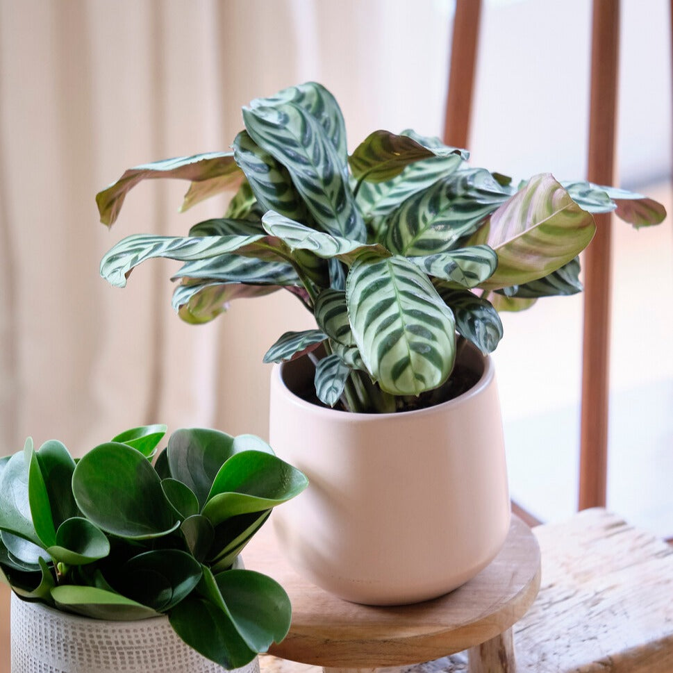 Dormeuse - Ctenanthe burle-marxii - Bakker