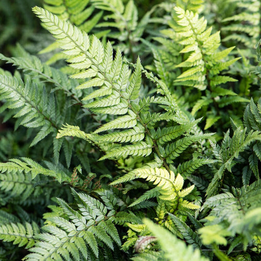 Fougère Polystichum tsussimense - Bakker