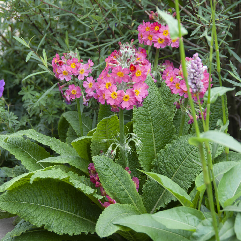 Primevère rose - Primula rosea grandiflora - Bakker