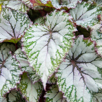 Bégonia Begonia 'Asian Tundra' - Begonia beleaf asian tundra - Bakker