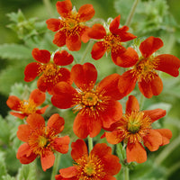 3 Benoîtes orange Borisii - Geum coccineum Borisii - Bakker
