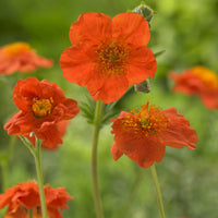 3 Benoîtes orange Borisii - Bakker