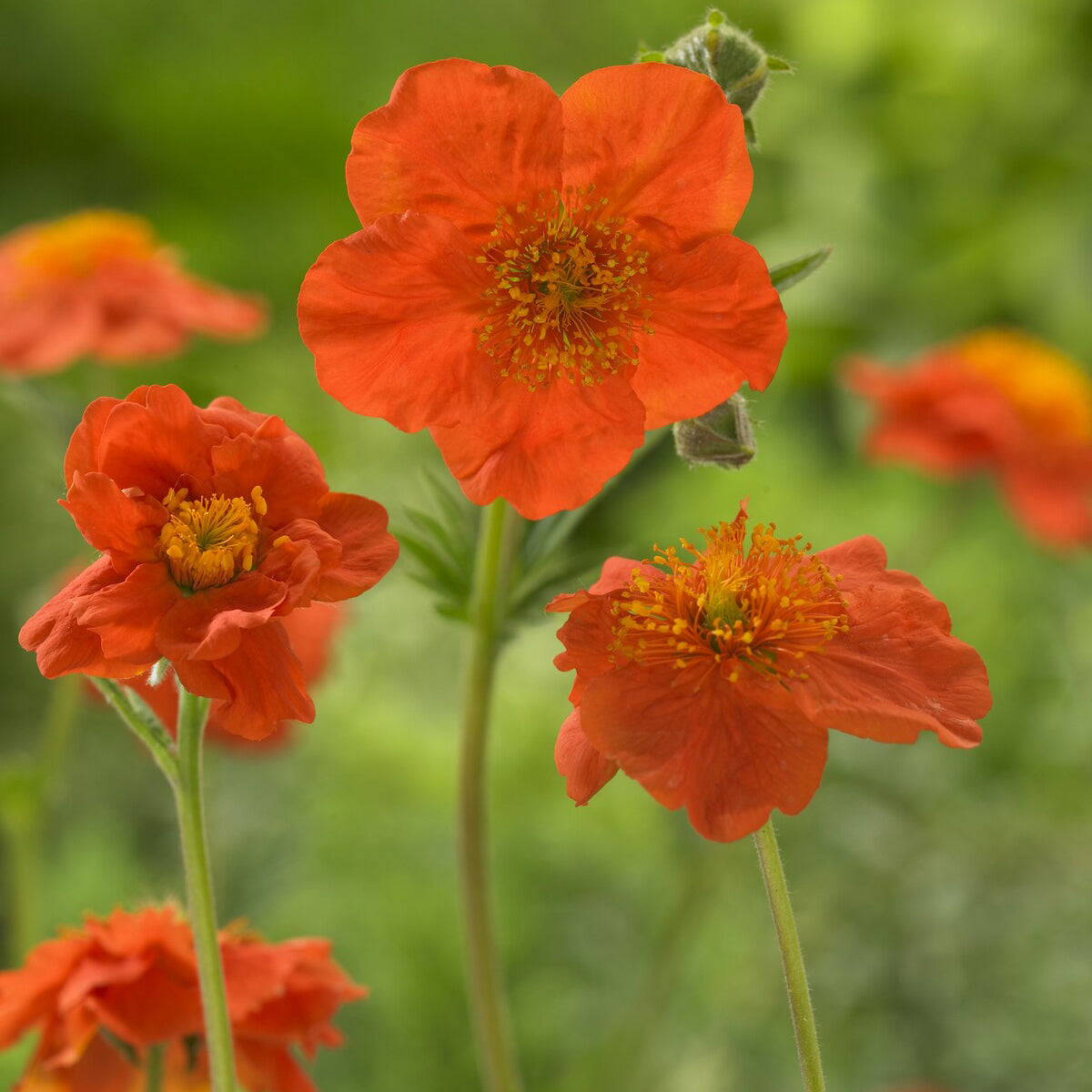 Benoîte orange Borisii - Bakker