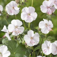 Géraniums - Géranium vivace cantabrigiense 'Biokovo' - Geranium cantabrigiense Biokovo