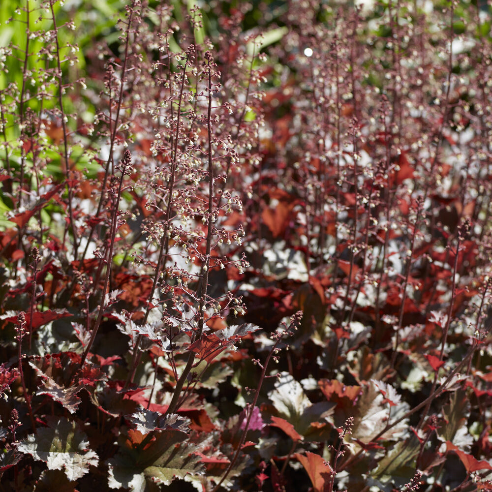 Heuchera Chocolate Ruffles - Heuchère Chocolate Ruffles - Heuchère