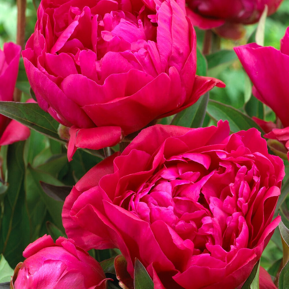 Pivoine 'Karl Rosenfield'