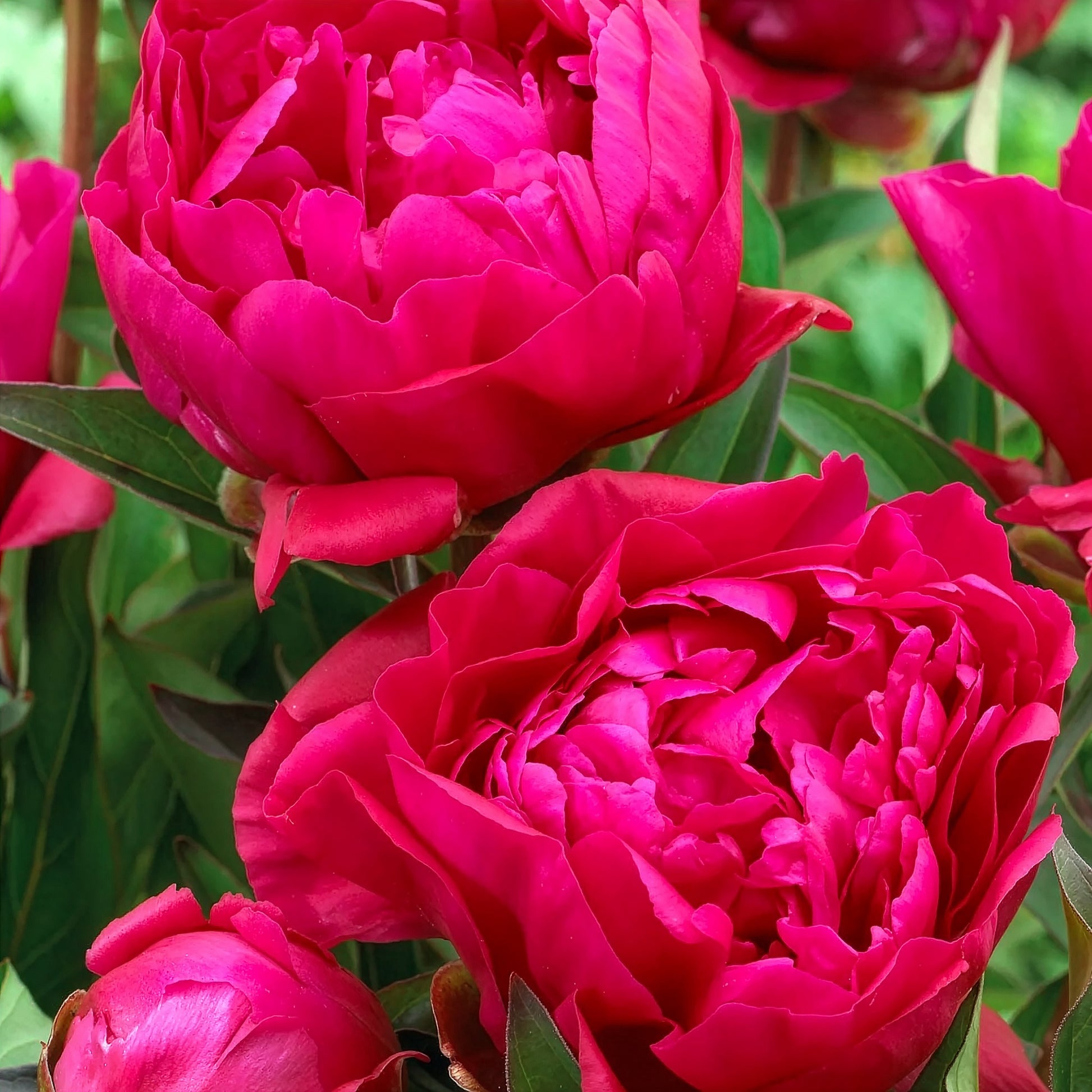 Duo de Pivoines rouge et rose  - Paeonia lactiflora Sorbet, Karl Rosenfield - Bakker