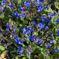 Vente Pulmonaire 'Blue Ensign' - Pulmonaria Blue Ensign