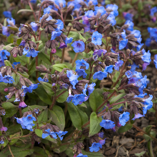 Pulmonaire 'Blue Ensign'