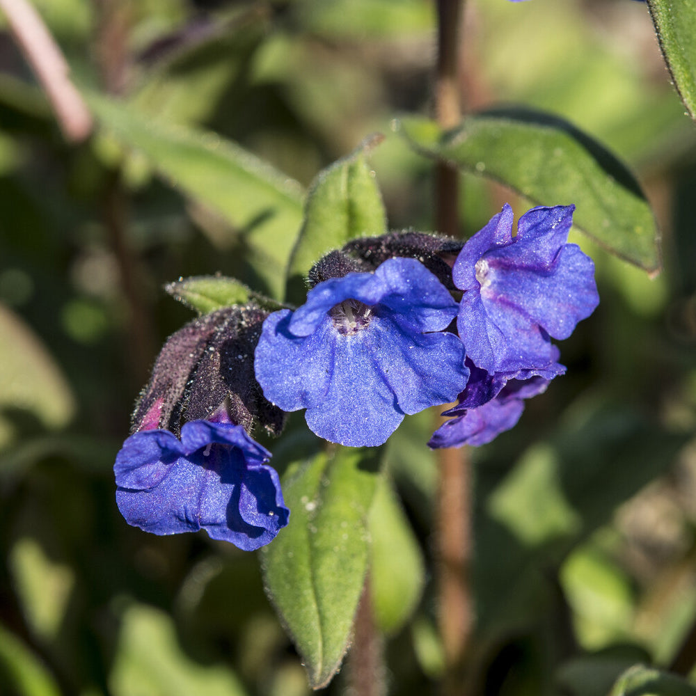 Pulmonaire - Pulmonaire 'Blue Ensign' - Pulmonaria Blue Ensign