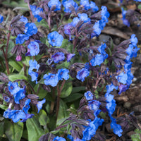 Pulmonaire 'Blue Ensign' - Pulmonaria Blue Ensign - Bakker