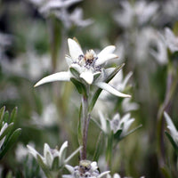 Edelweiss des Alpes - Leontopodium alpinum - Bakker