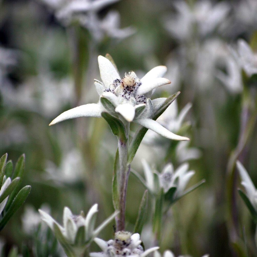 Edelweiss des Alpes - Leontopodium alpinum - Bakker