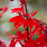 Lobelia écarlate Queen Victoria - Lobelia queen victoria - Bakker