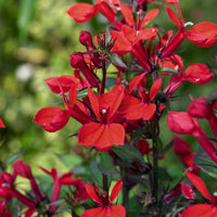 Lobelia queen victoria - Lobelia écarlate Queen Victoria - Plantes vivaces
