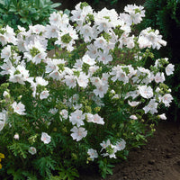 Malva moschata alba - 3 Mauves musquées blanches - Mauves