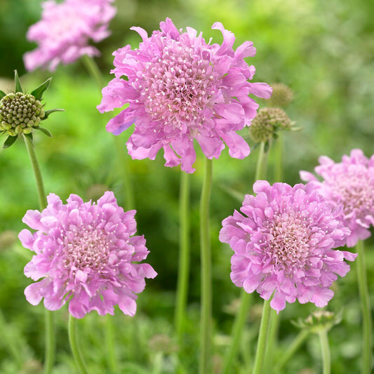 Scabieuse colombaire 'Pink Mist' - Bakker