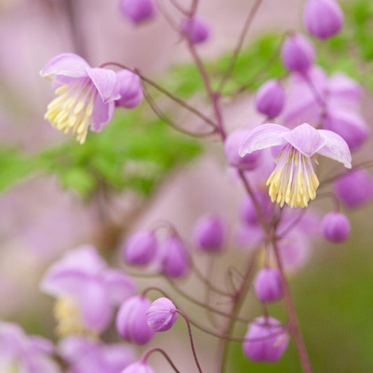 Pigamon du père Delavay - Bakker