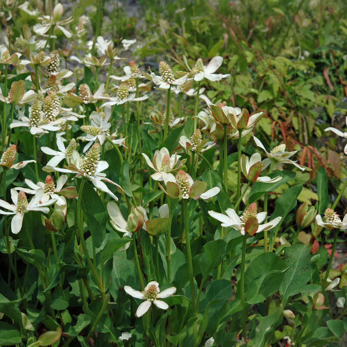 Vente Anémopsis de Californie