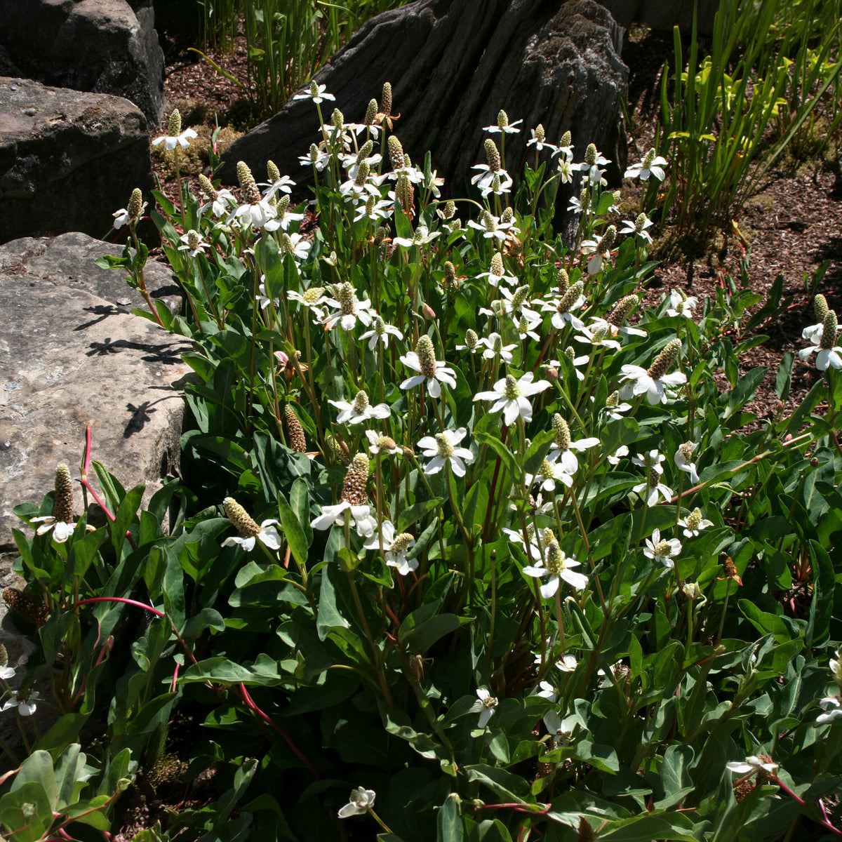 Anémopsis de Californie - Bakker