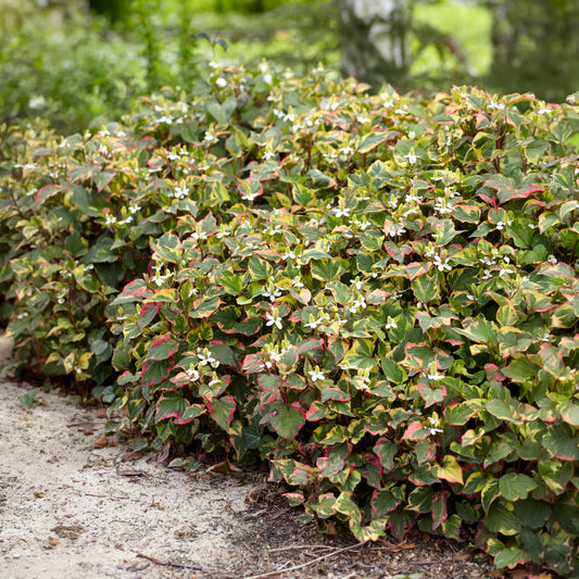 Houttuynia cordata 'Chameleon' - Bakker