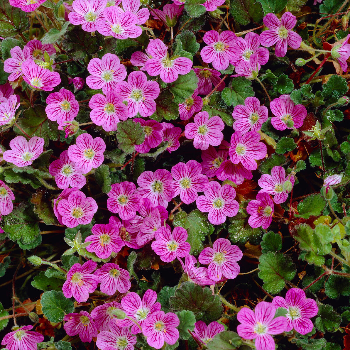 Erodium variabile 'Bishop's Form' - Bakker