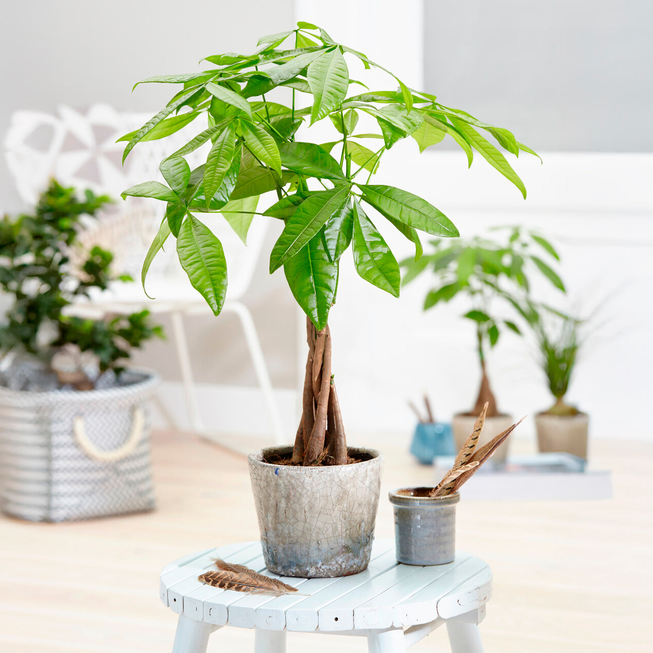 Arbre à argent Pachira aquatica - Bakker