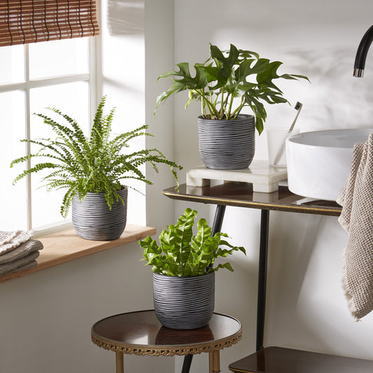 Collection de 3 plantes d'intérieur pour la salle de bain - Bakker