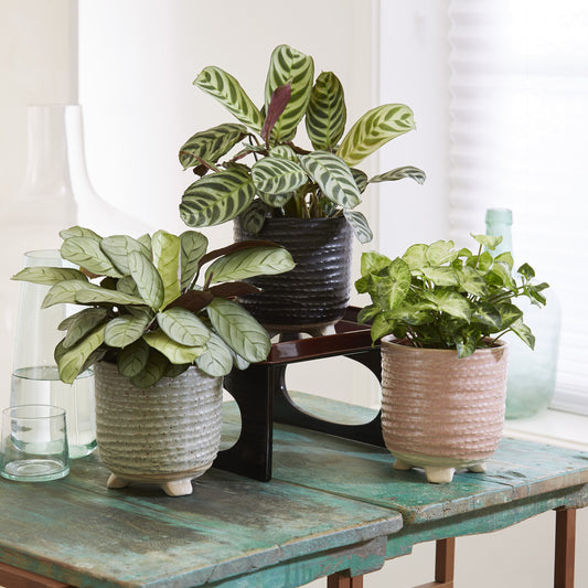 Collection de 3 plantes d'intérieur à feuillage marbré - Bakker