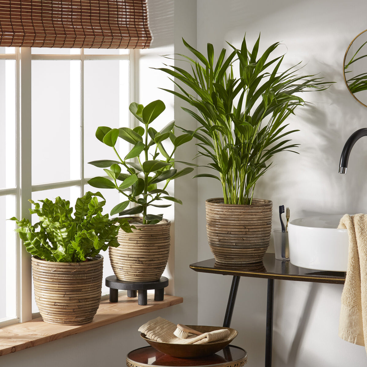Collection de 3 plantes purificatrices d'air - Bakker