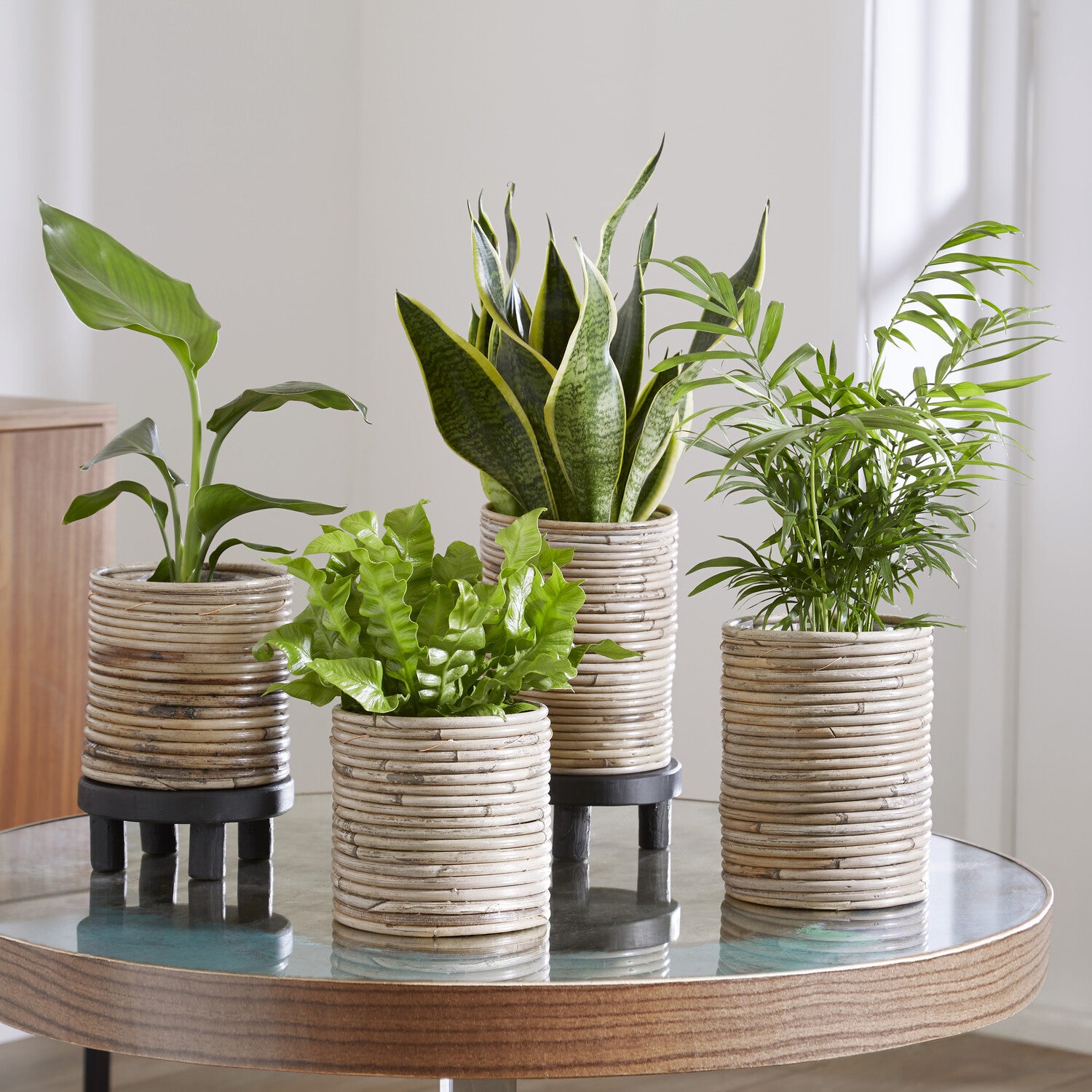 Collection de 4 plantes d'intérieur vertes - Bakker
