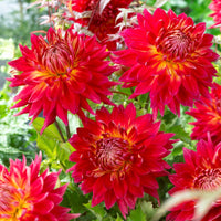 Dahlia 'Manhattan Island', 'Summerflame', 'Kiev' - 5 Dahlias en mélange - Bulbes de Dahlia