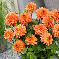 5 Dahlias en mélange - Dahlia 'Manhattan Island', 'Summerflame', 'Kiev' - Bakker