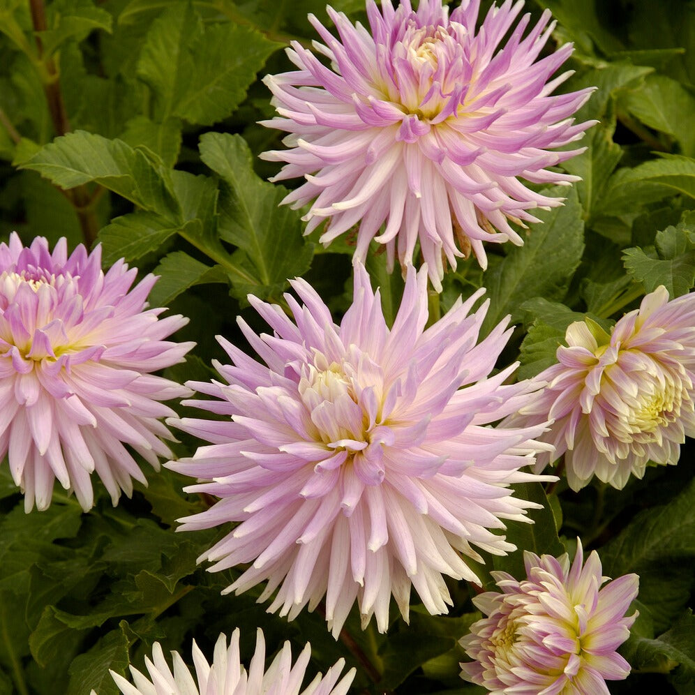 Bulbes de Dahlia - 5 Dahlias en mélange - Dahlia 'Manhattan Island', 'Summerflame', 'Kiev'