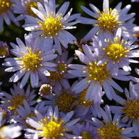 Aster - 3 Astères nains d'automne Stardust - Aster ageratoides Stardust