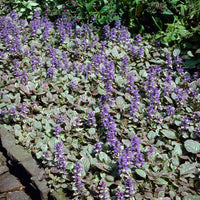 Bugle rampante Burgundy Glow - Bakker