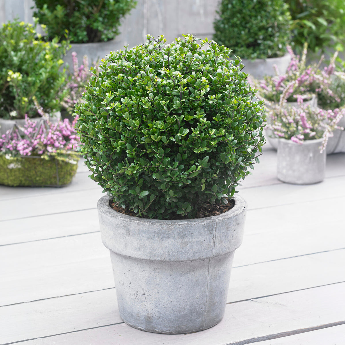 Houx du Japon Ilex crenata De forme sphérique