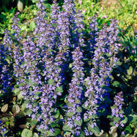 Vente 3 Bugles rampantes Atropurpurea - Ajuga reptans Atropurpurea