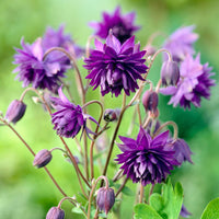 Plantes vivaces - Ancolie Hybride 'Blue Barlow' - Aquilegia vulgaris Blue Barlow
