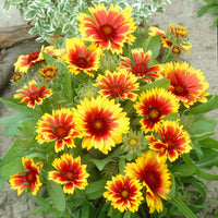 Plantes vivaces - Gaillarde 'Kobold' - Gaillardia aristata Kobold