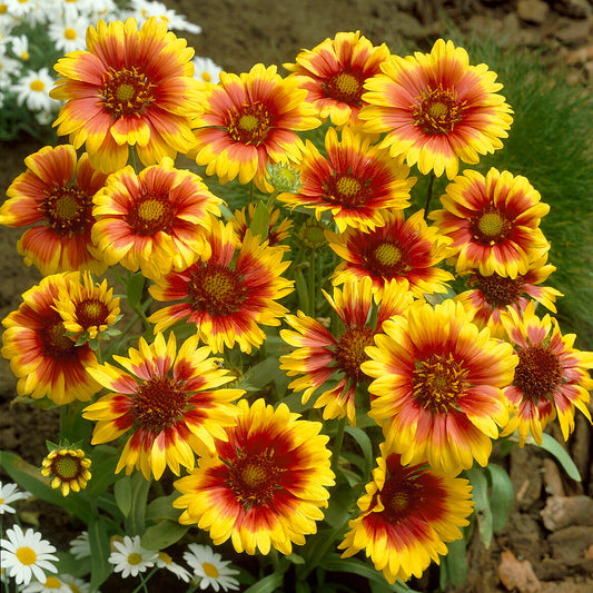 Gaillarde 'Kobold'