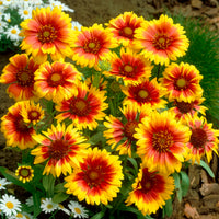 Rudbeckia Cherry Brandy, Gaillardia Kobold, Leucanthemum Banana Cream - Collection de 6 Marguerites colorées - Vivaces fleuries