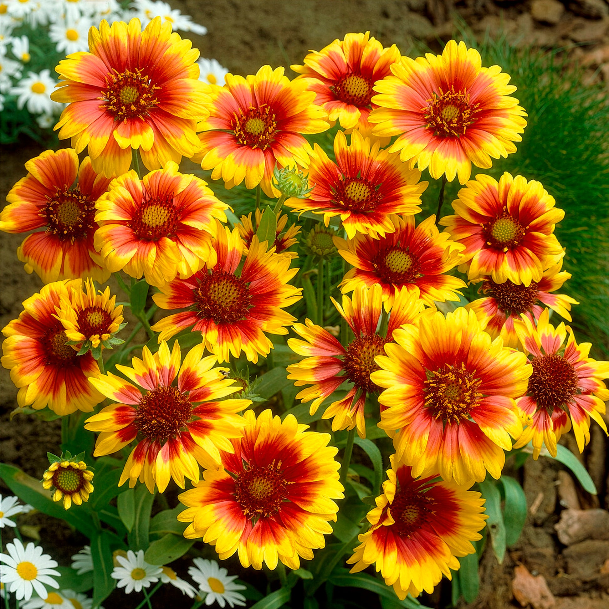Rudbeckia Cherry Brandy, Gaillardia Kobold, Leucanthemum Banana Cream - Collection de 6 Marguerites colorées - Vivaces fleuries