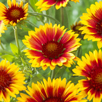 Vente Gaillarde 'Kobold' - Gaillardia aristata Kobold