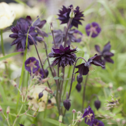 Ancolie des jardins 'Black Barlow'